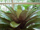 vriesea gigantea